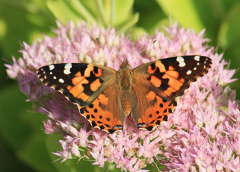 Painted Lady butterfly
